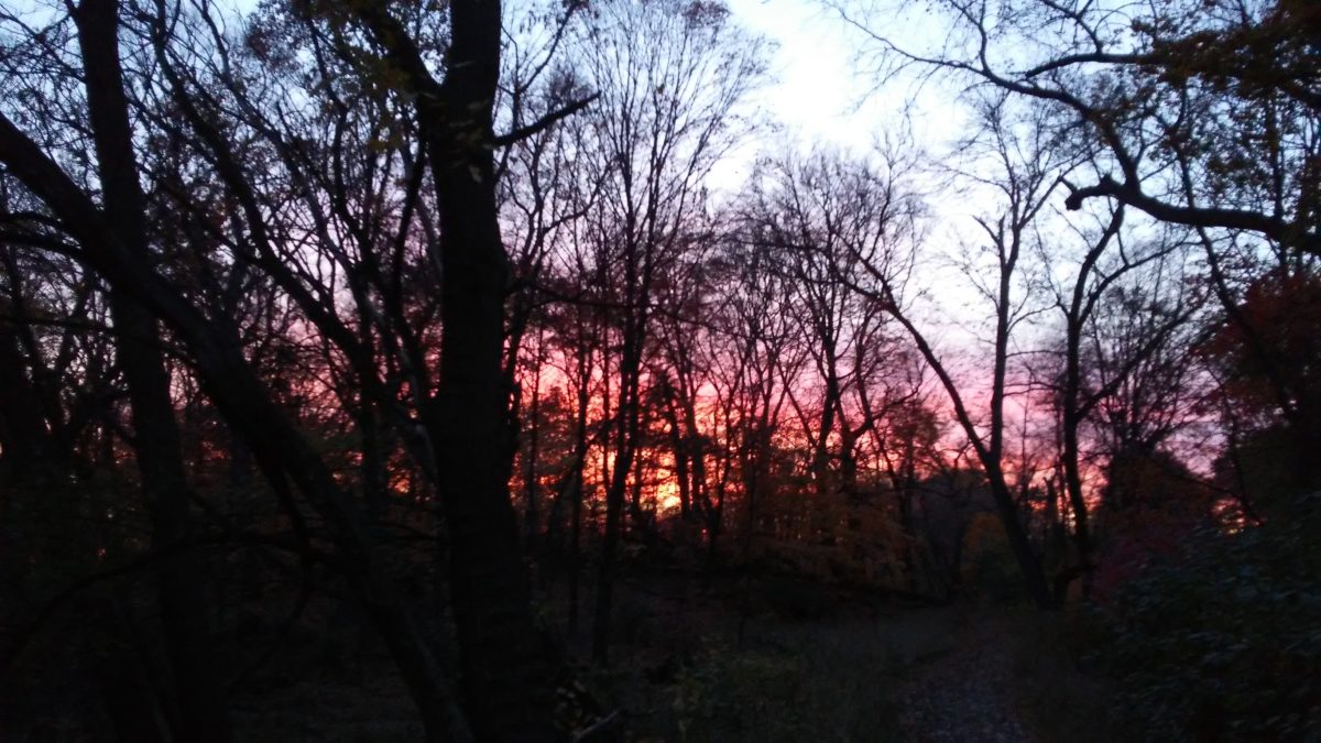 photo of fall sunset in forest