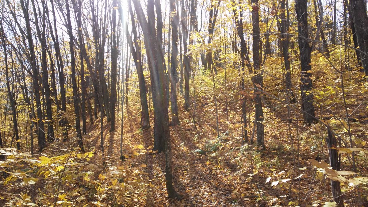 photo of forest in fall i nnorthern Minnesota