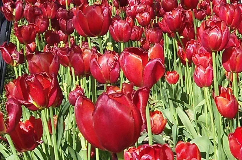 red tulips