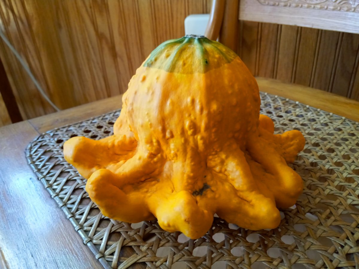 Photo of gourd