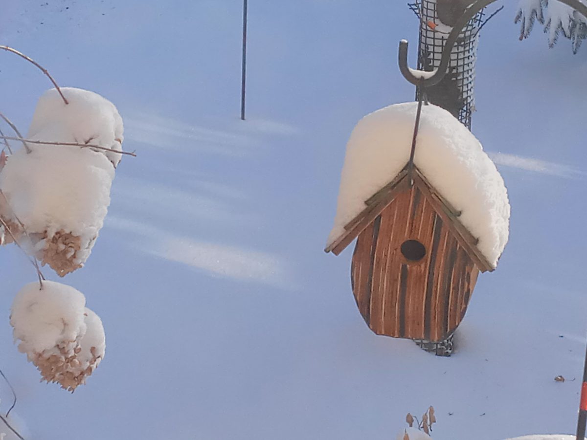 photo of snow-covered birdhouse