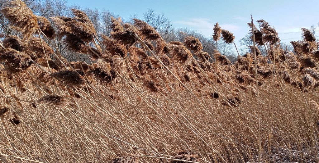 photo of browned plants with seed heads