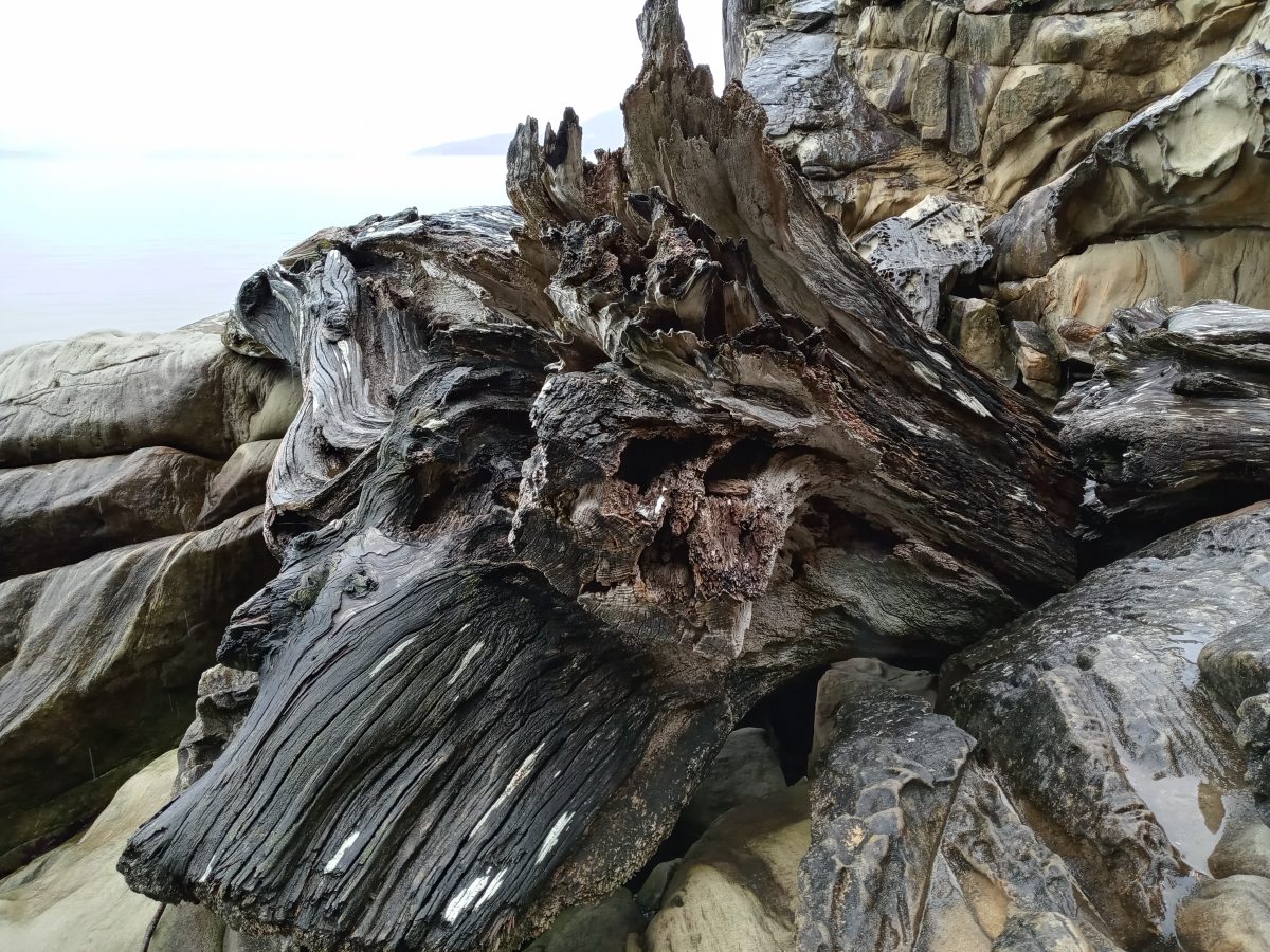 Photo of driftwood on ocean beach