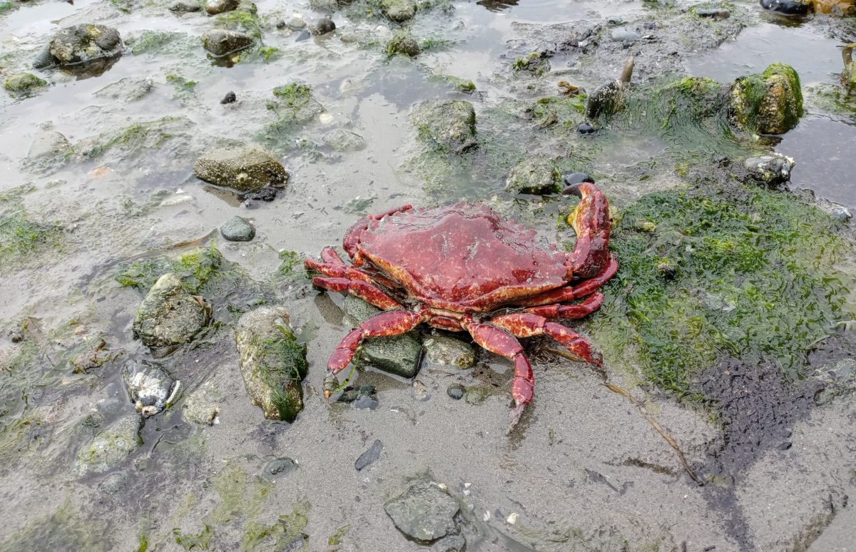 Photo of red crab on beach