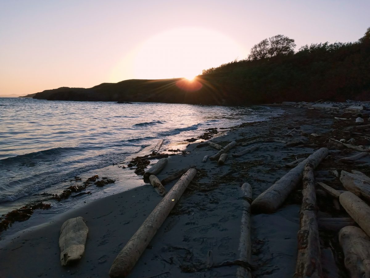 photo of beach with driftwood logs at sunset