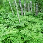 photo of ferns in forest on Pincushion Mountain