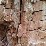 photo of decaying tree