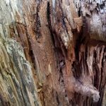 photo of partially rotted tree stump