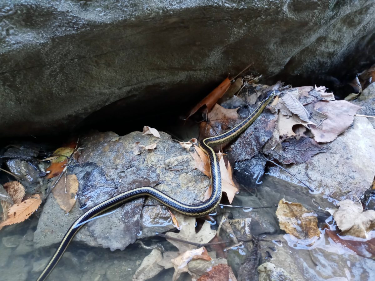 photo of garter snake on rocks instream