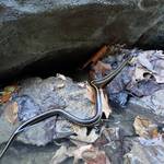 photo of garter snake on rocks instream