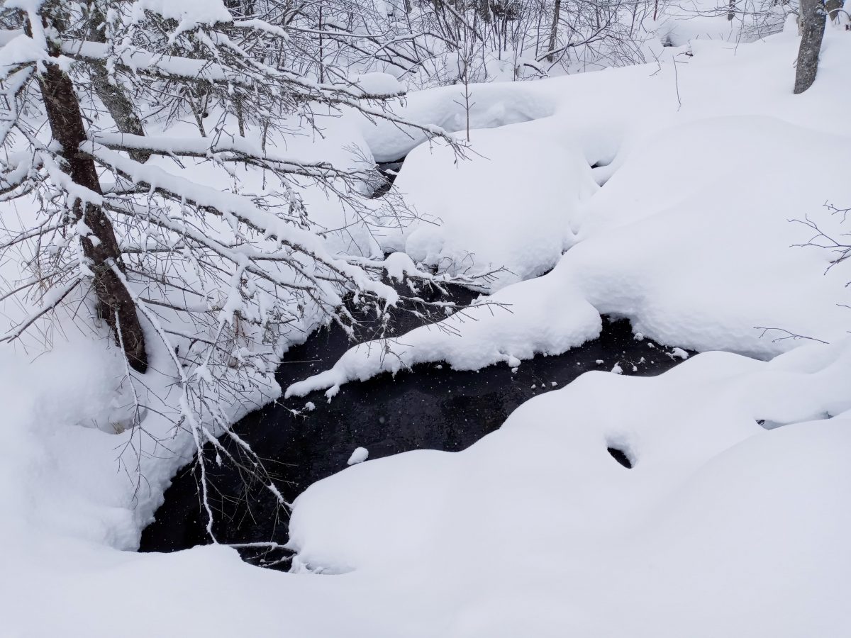 photo of forest stream in winter