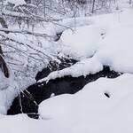 photo of forest stream in winter