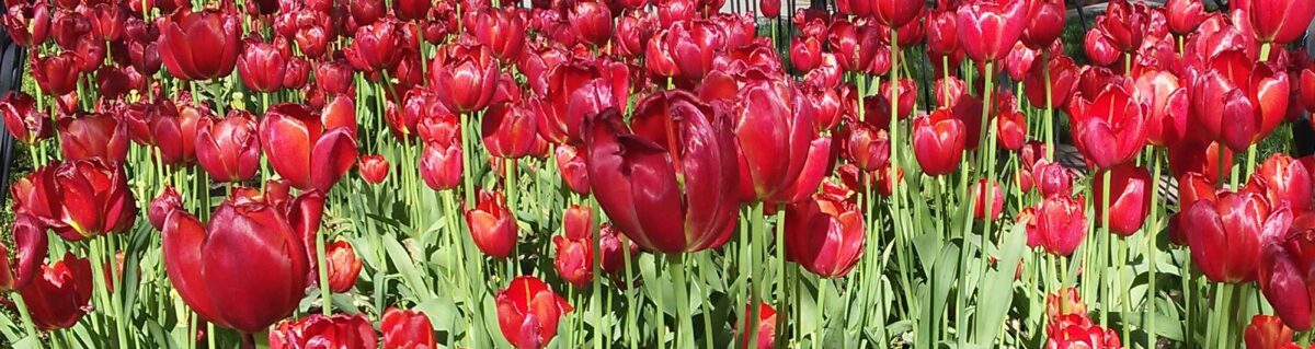 red tulips