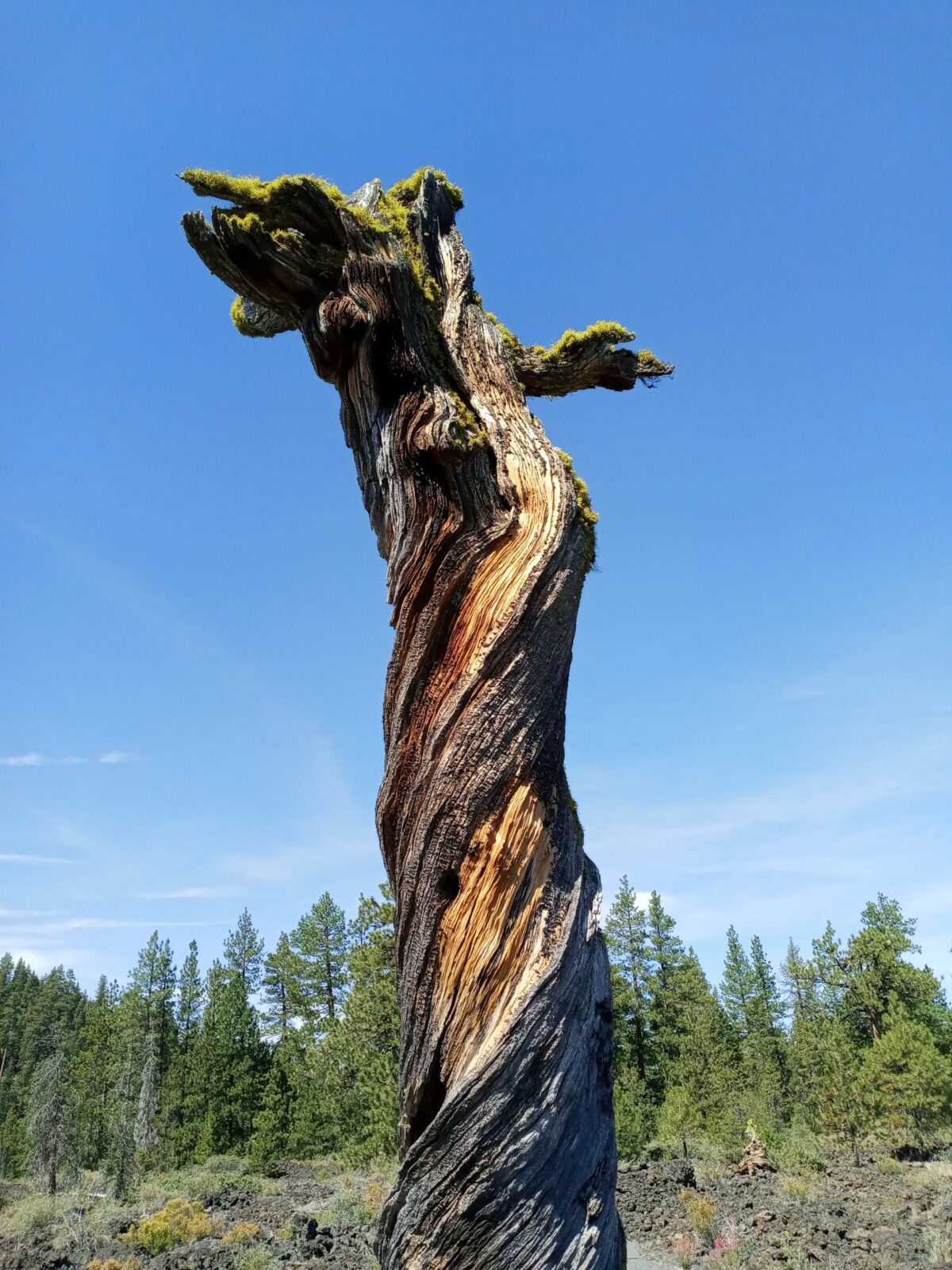 tree snag in Petrified Forest National Park