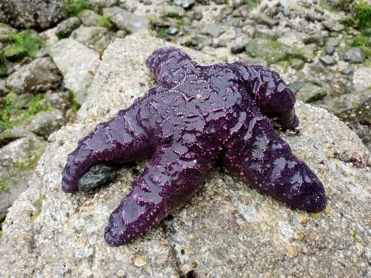 Photo of purple starfish on a rock at a beach
