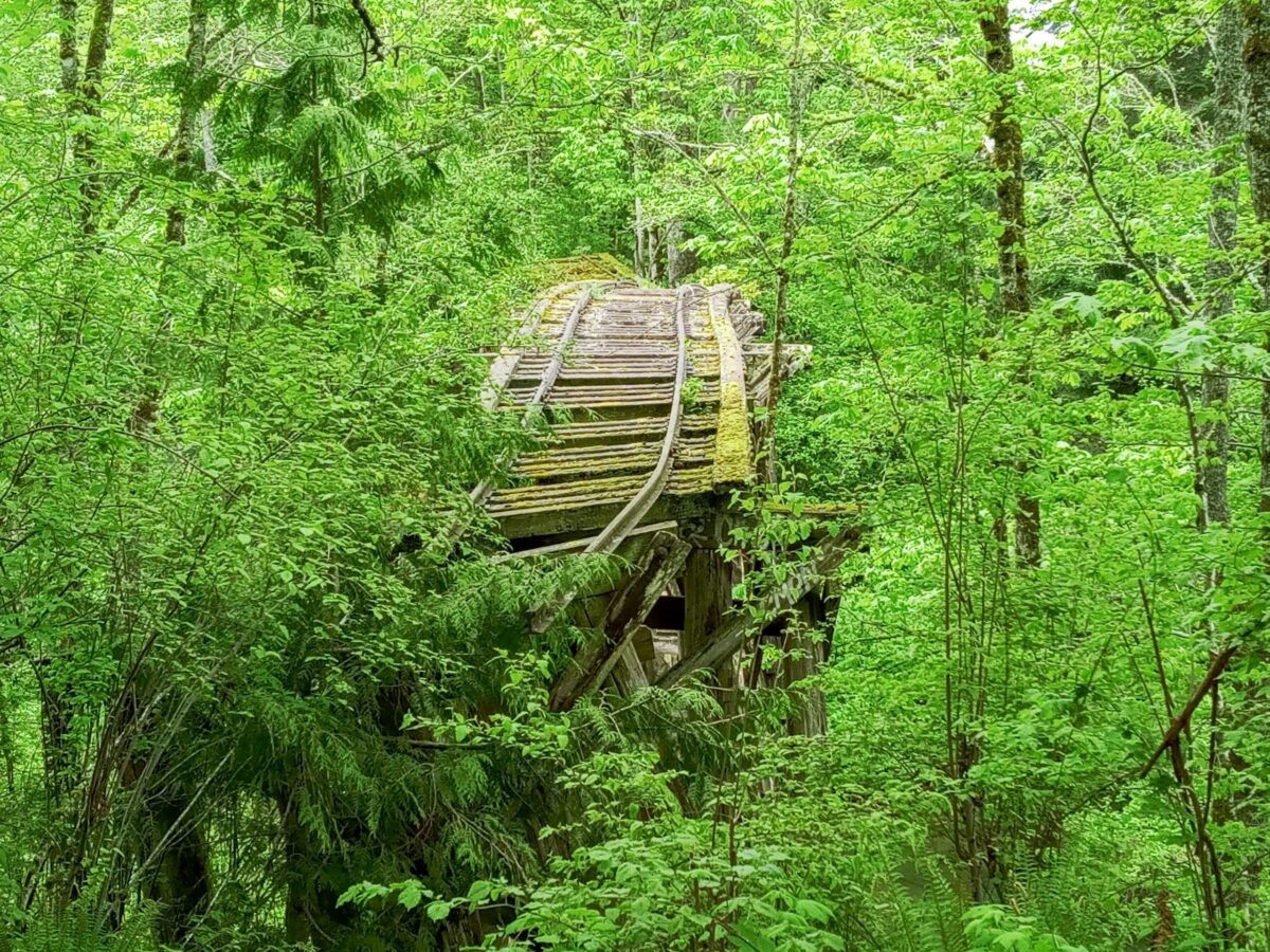 photo of derelict train trestle in forest in Bellingham Washington