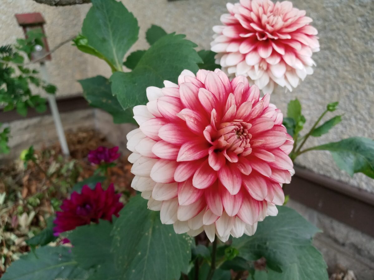 photo of dahlia flowers