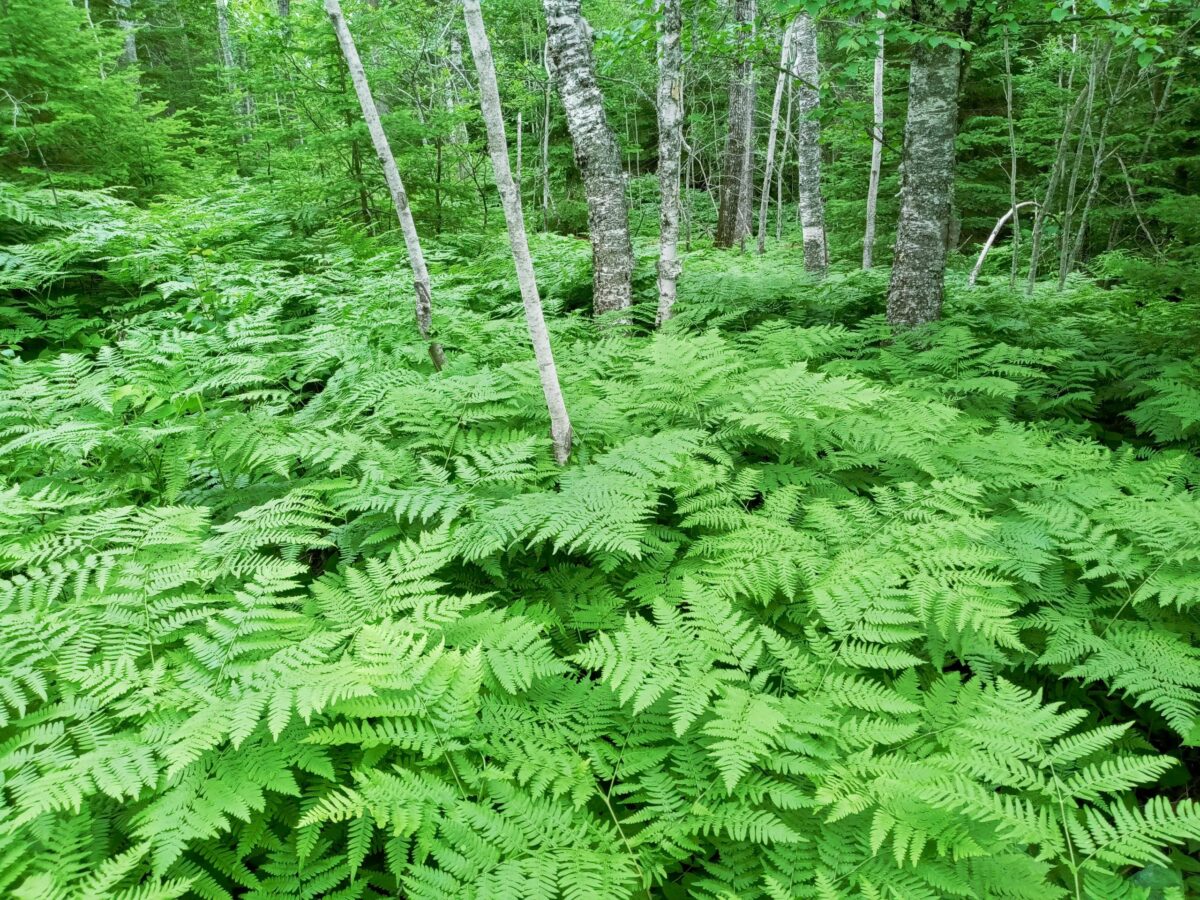 photo of ferns in forest on Pincushion Mountain