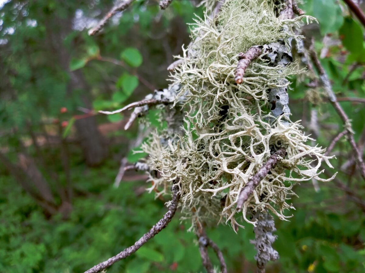 photo of moss on tree branch