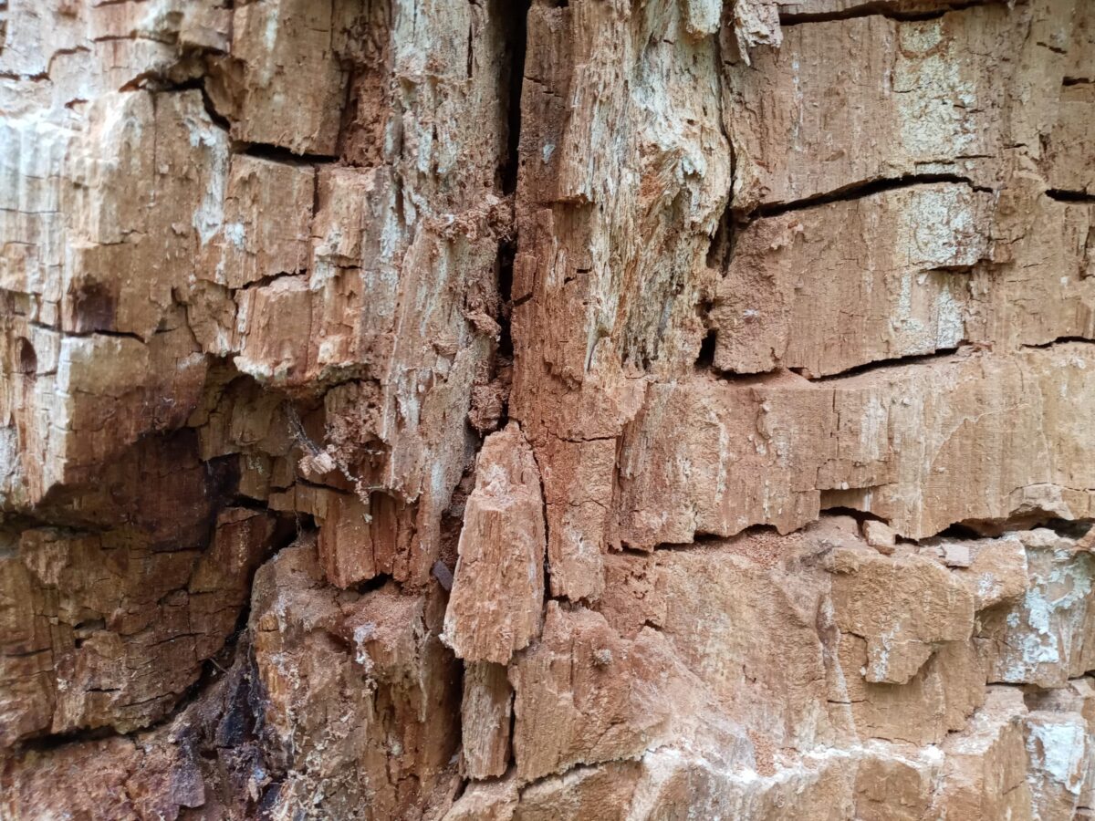 photo of decaying tree