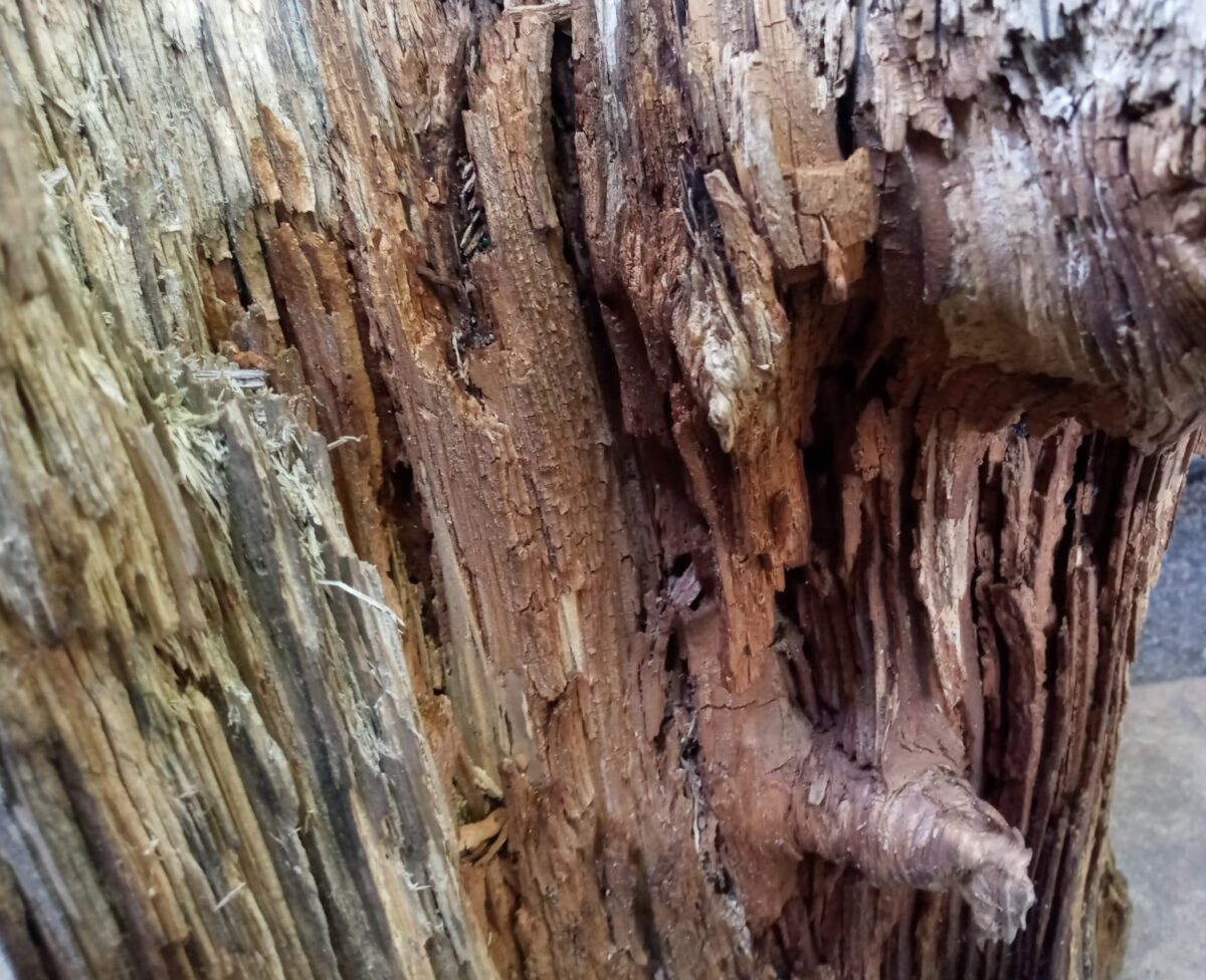 photo of partially rotted tree stump
