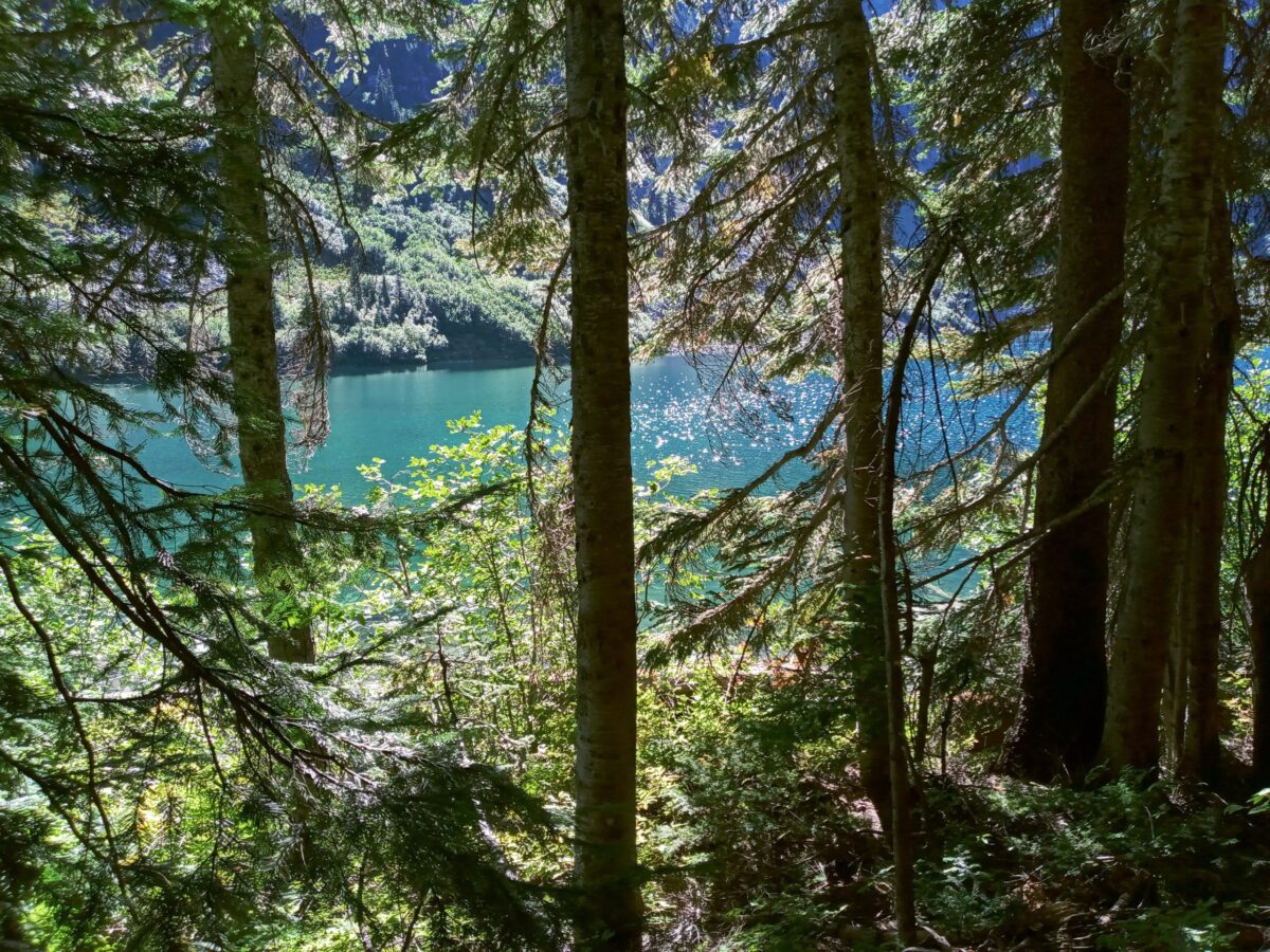 photo of trees and alipine lake