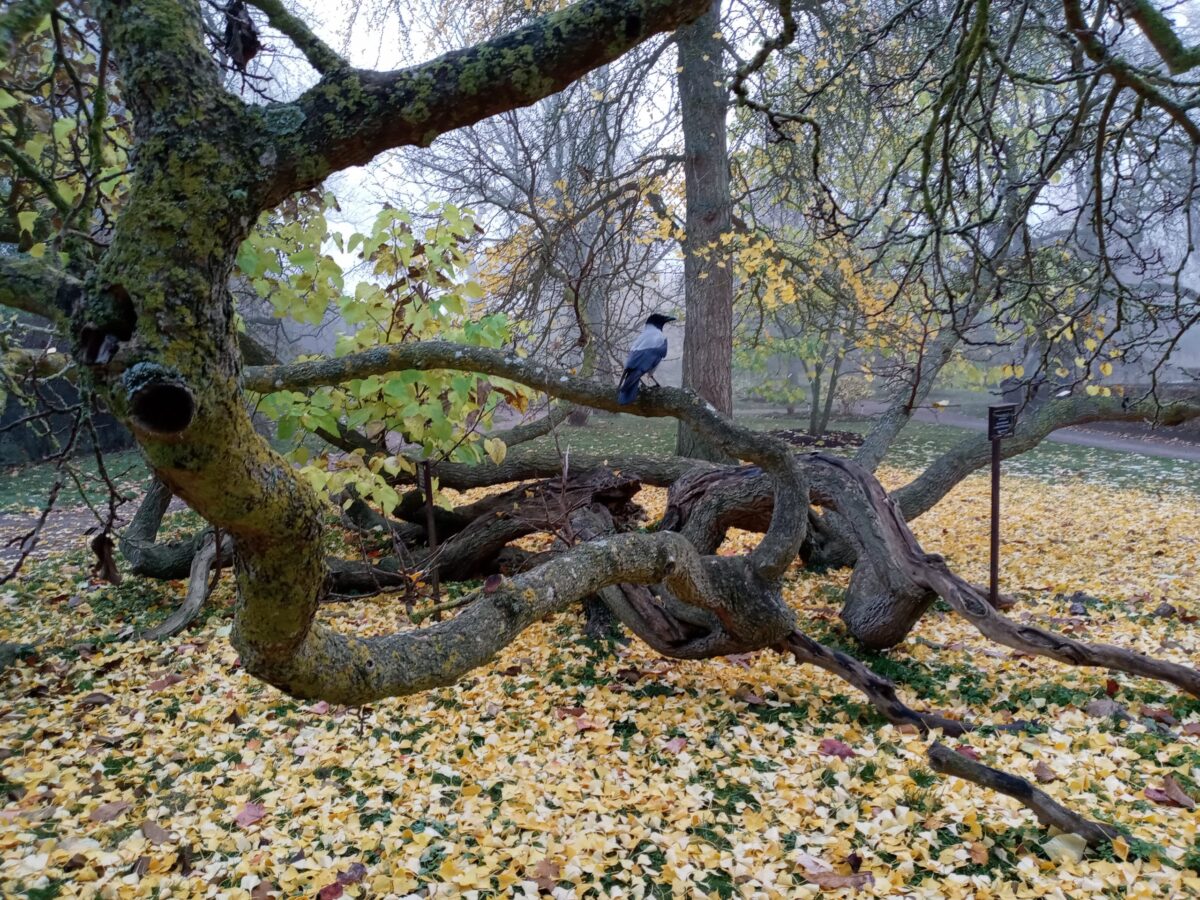 photo of bird on tree in fall