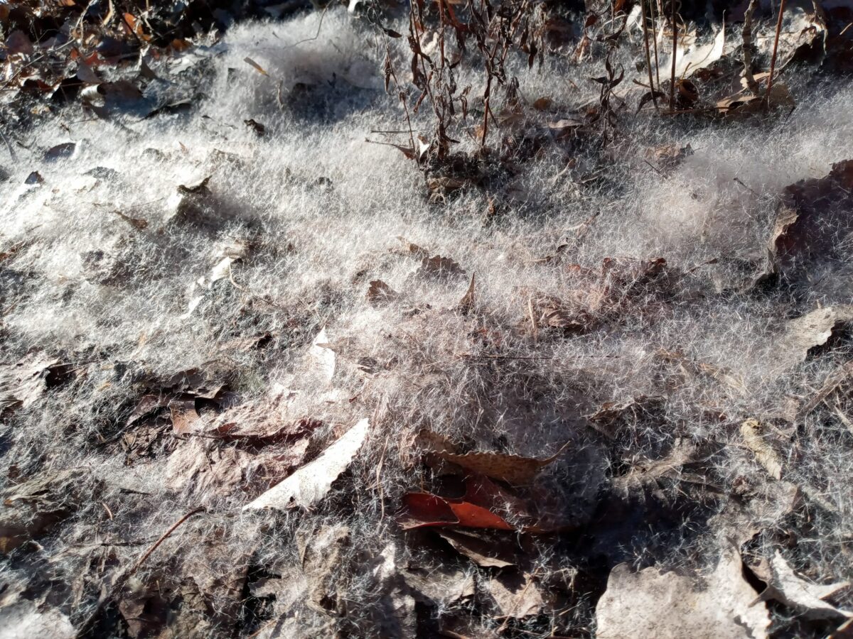 photo of white seed heads on ground in fall