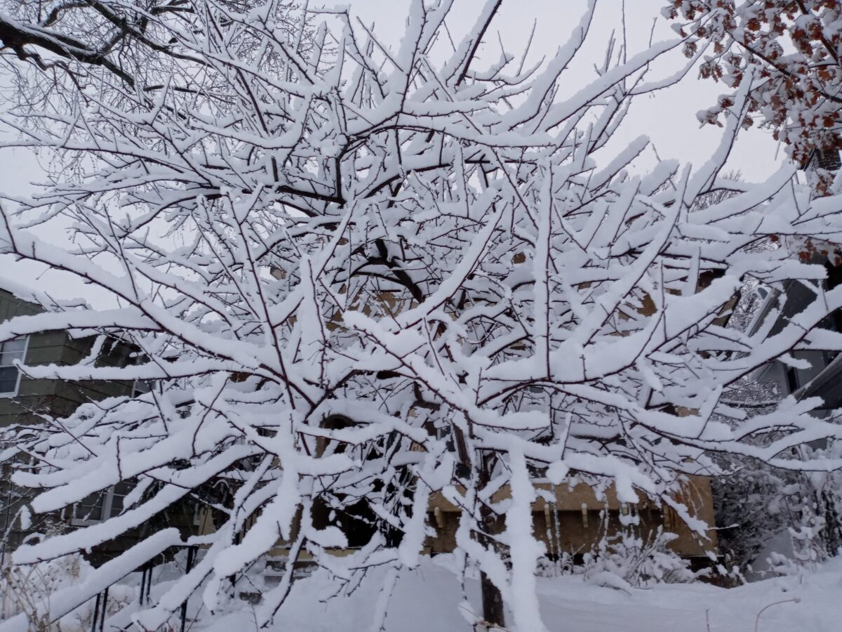photo of snow on crabapple tree