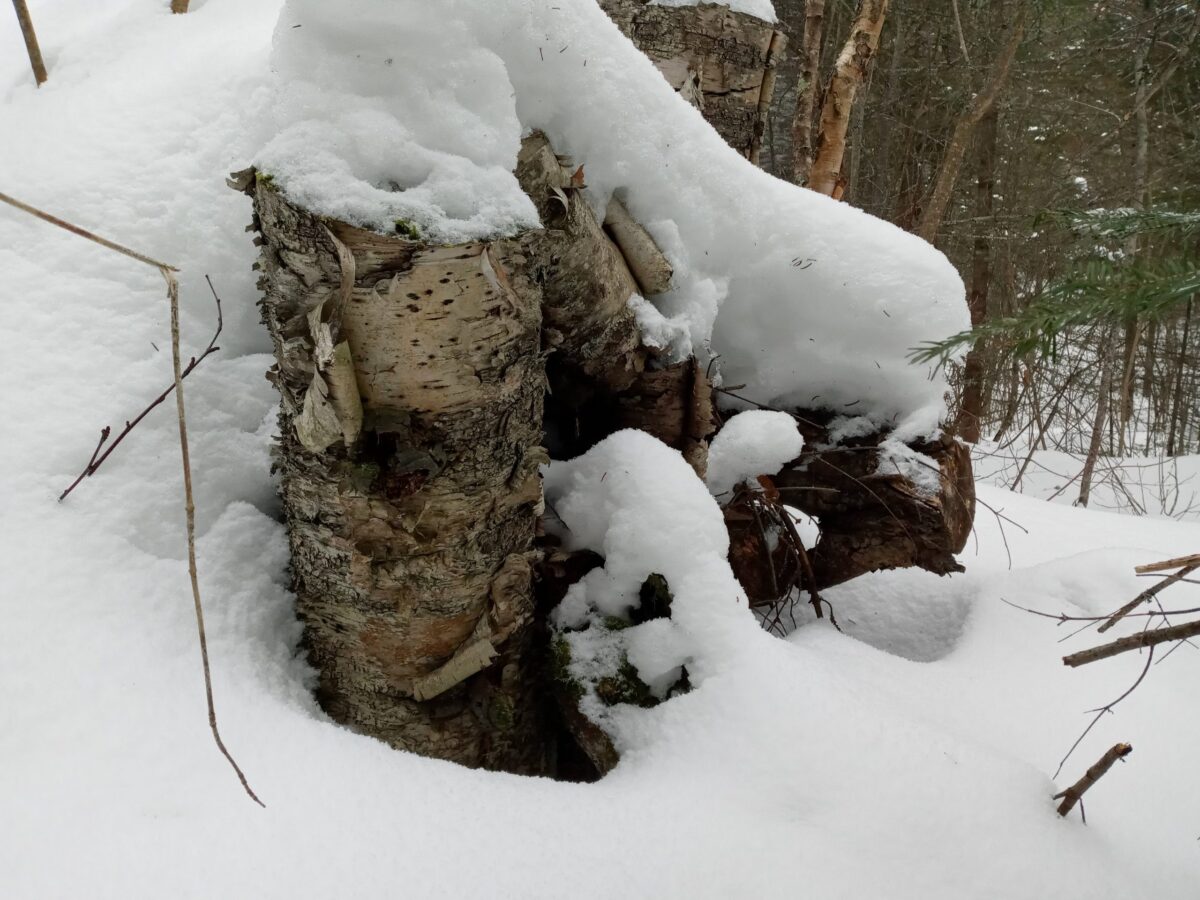 photo of birch tree stump in snow