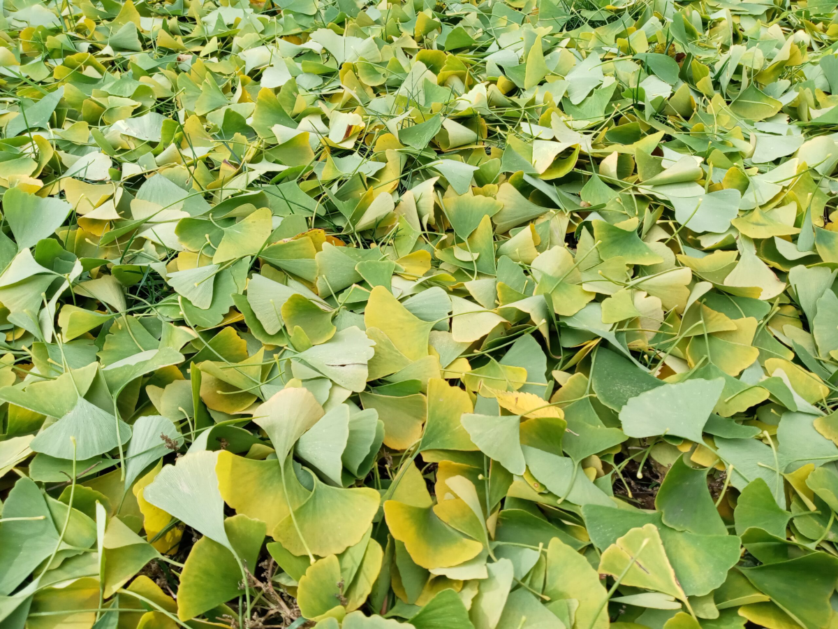 photo of ginkgo leaves on the ground